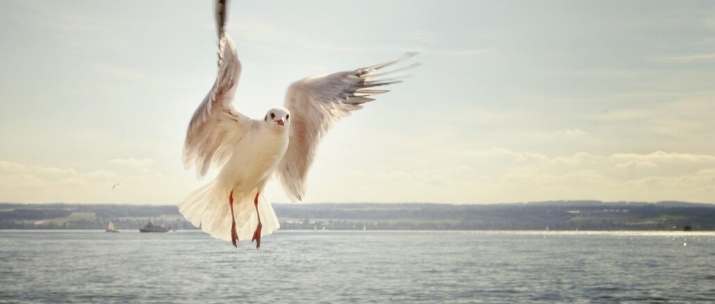 gull-192909_1280